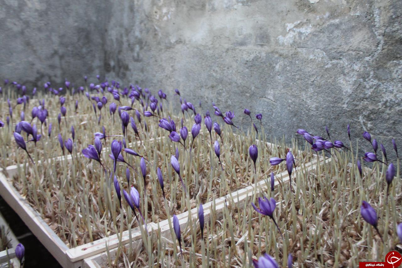کاشت گلخانه ای محصول زعفران بدون خاک در بردسکن+تصاویر