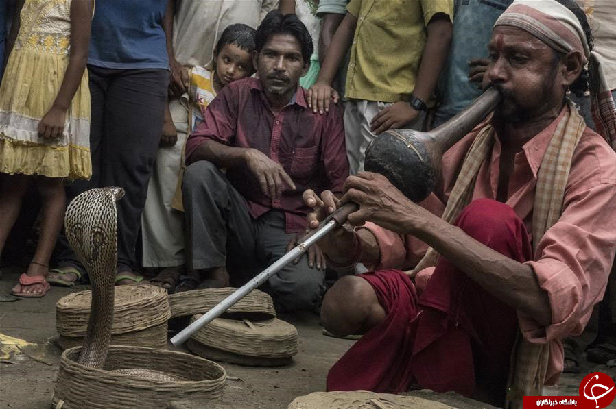 جشنواره مار در هند برگزار شد+تصاویر