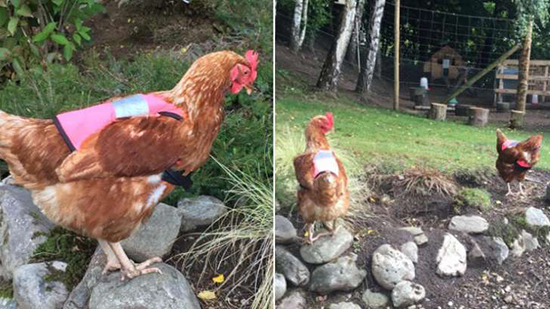 این مرغ‌ها با مهمانان احوالپرسی می‌کنند +تصاویر