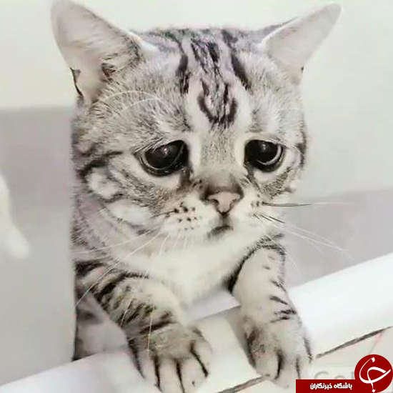 افسرده‌ترین گربه جهان، سوژه پرطرفدار فضای مجازی +تصاویر