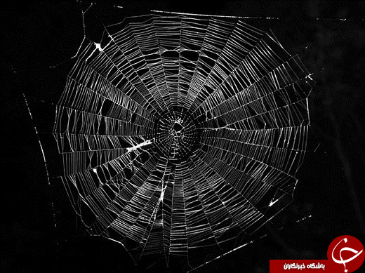 تار عنکبوتی که وزن انسان را تحمل می‌کند +عکس