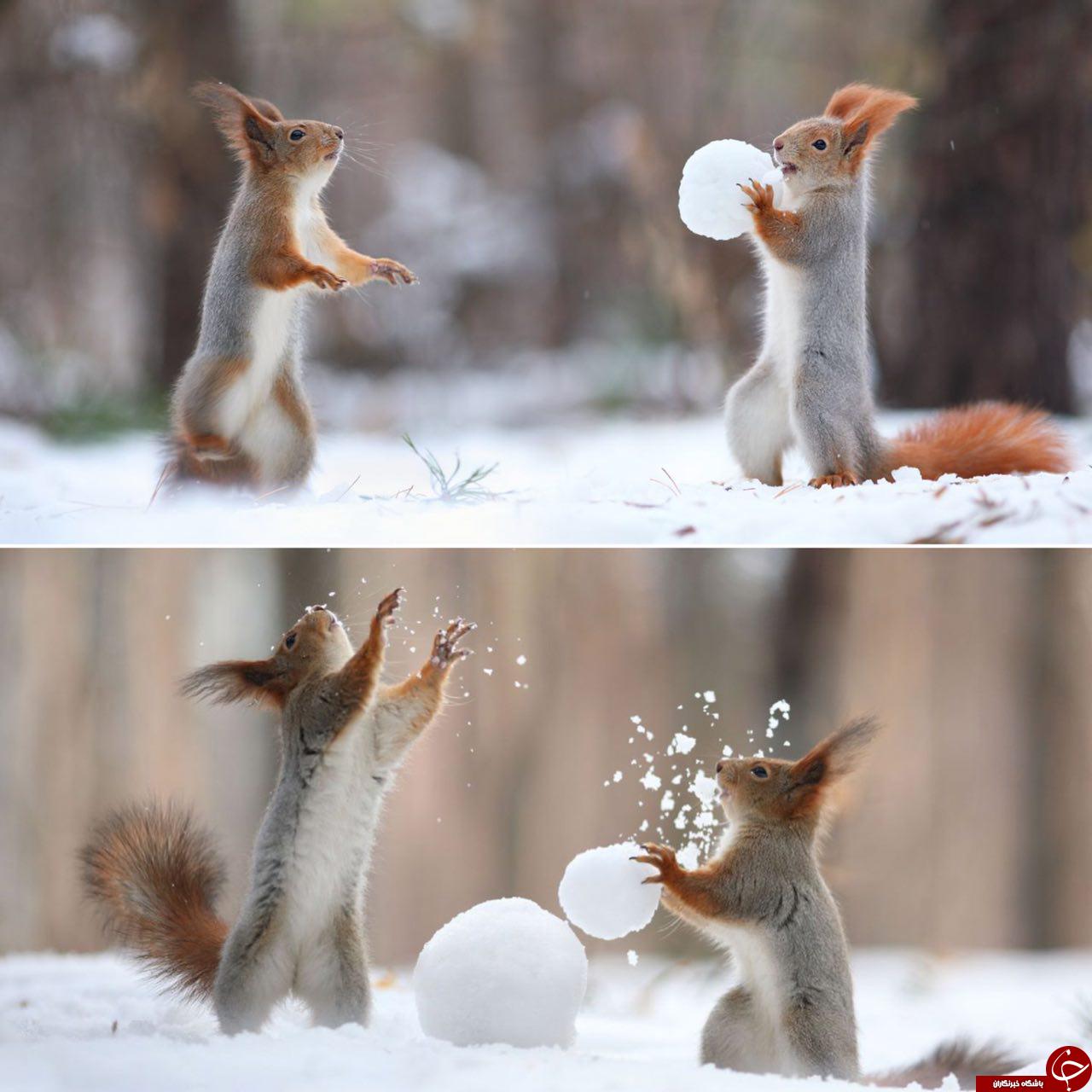 عجیب‌ترین اتفاق طبیعت را سنجاب‌ها رقم می‌زنند! +تصاویر