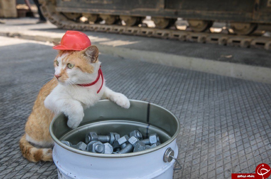یک گربه پل ارتباطی روسیه به کریمه را افتتاح می کند+تصاویر