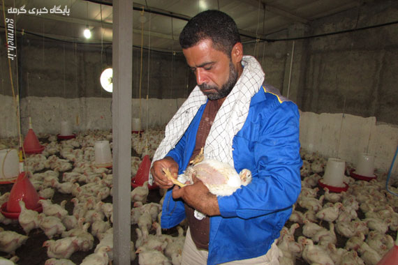 اقتصاد مقاومتی به سبک خانوادگی/ پرورش ۵ هزار مرغ گوشتی